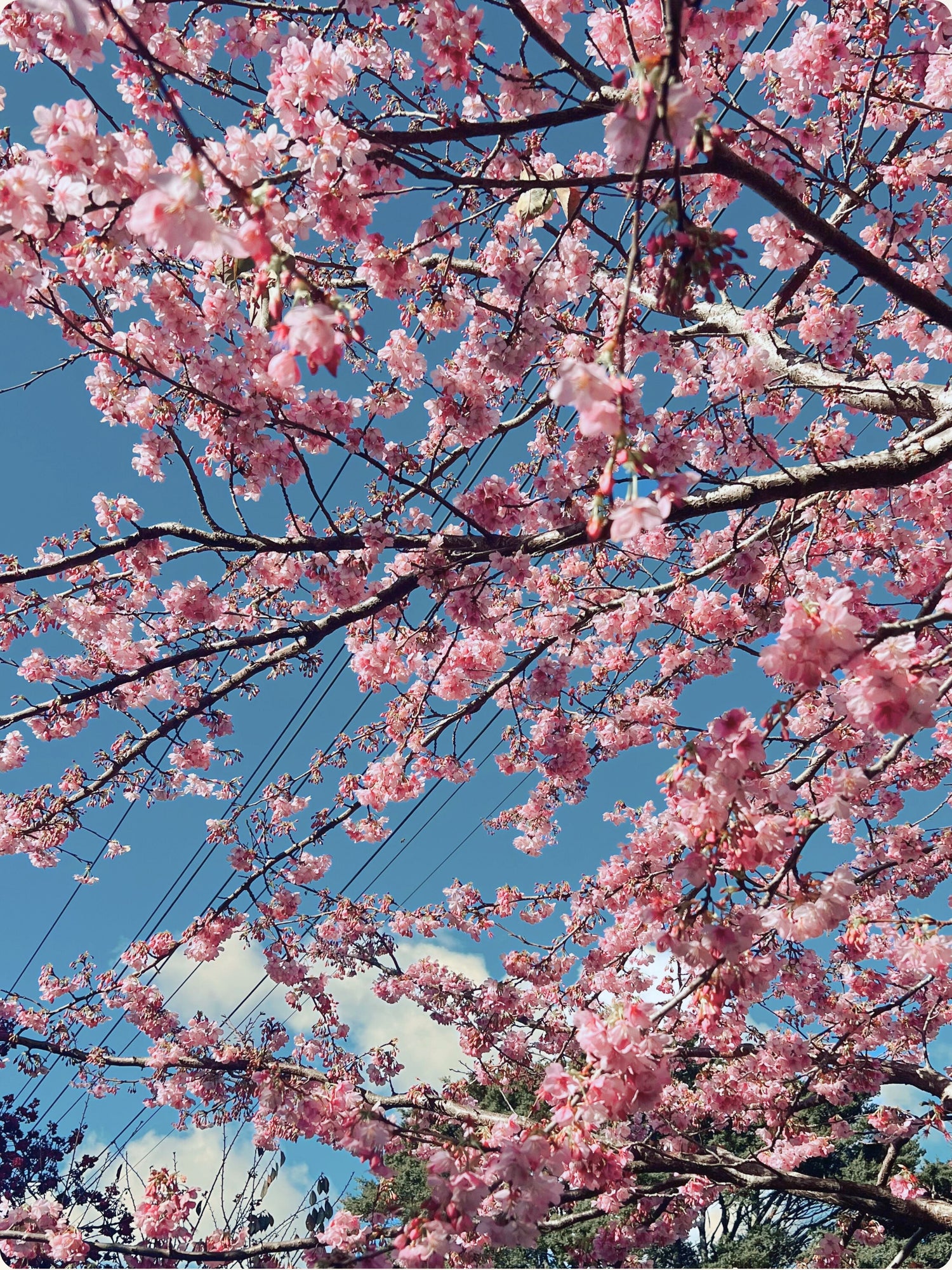 Cherry blossoms in spring sky symbolizing Holli’s inspiration from Japanese beauty rituals and natural skincare philosophy