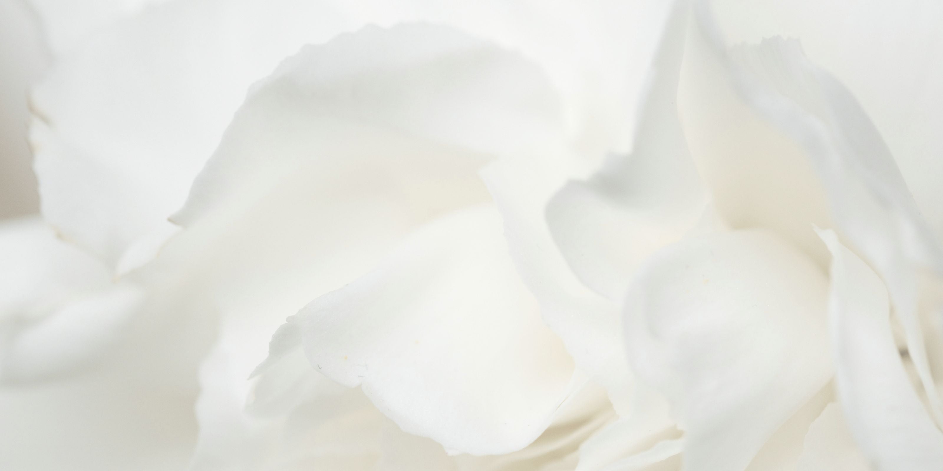 Close-up of soft white petals symbolizing safe, certified, and gentle skincare standards